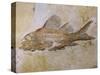 Propterus Elongatus Fish Fossil-Naturfoto Honal-Stretched Canvas