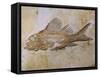 Propterus Elongatus Fish Fossil-Naturfoto Honal-Framed Stretched Canvas