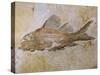 Propterus Elongatus Fish Fossil-Naturfoto Honal-Stretched Canvas