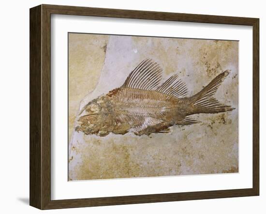 Propterus Elongatus Fish Fossil-Naturfoto Honal-Framed Premium Photographic Print