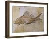 Propterus Elongatus Fish Fossil-Naturfoto Honal-Framed Premium Photographic Print