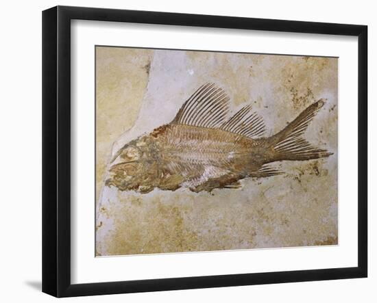 Propterus Elongatus Fish Fossil-Naturfoto Honal-Framed Premium Photographic Print