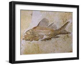 Propterus Elongatus Fish Fossil-Naturfoto Honal-Framed Premium Photographic Print