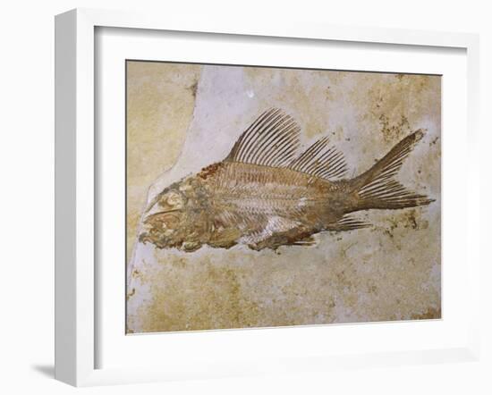 Propterus Elongatus Fish Fossil-Naturfoto Honal-Framed Premium Photographic Print