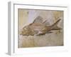 Propterus Elongatus Fish Fossil-Naturfoto Honal-Framed Premium Photographic Print