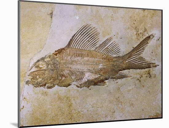 Propterus Elongatus Fish Fossil-Naturfoto Honal-Mounted Premium Photographic Print