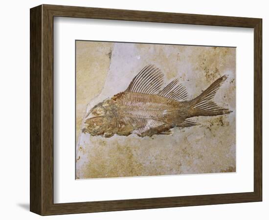 Propterus Elongatus Fish Fossil-Naturfoto Honal-Framed Photographic Print