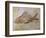 Propterus Elongatus Fish Fossil-Naturfoto Honal-Framed Photographic Print