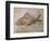 Propterus Elongatus Fish Fossil-Naturfoto Honal-Framed Photographic Print