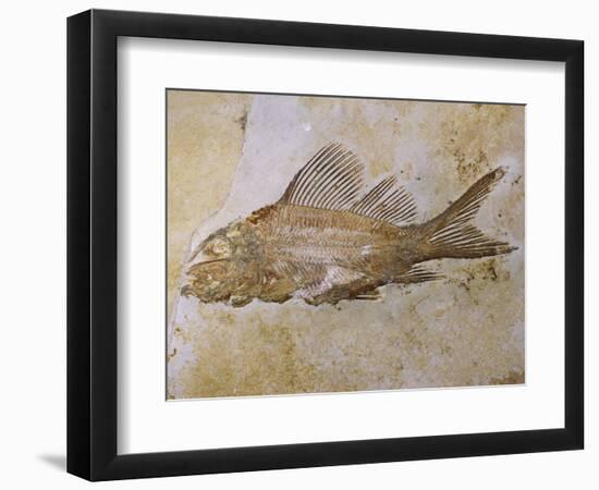Propterus Elongatus Fish Fossil-Naturfoto Honal-Framed Photographic Print