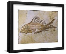 Propterus Elongatus Fish Fossil-Naturfoto Honal-Framed Photographic Print