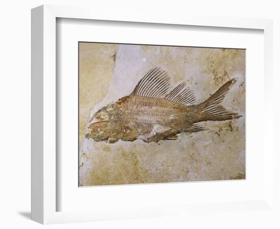 Propterus Elongatus Fish Fossil-Naturfoto Honal-Framed Photographic Print