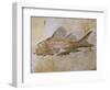 Propterus Elongatus Fish Fossil-Naturfoto Honal-Framed Photographic Print