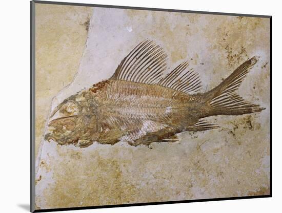 Propterus Elongatus Fish Fossil-Naturfoto Honal-Mounted Photographic Print