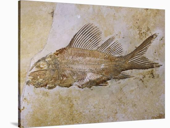 Propterus Elongatus Fish Fossil-Naturfoto Honal-Stretched Canvas