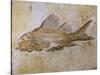 Propterus Elongatus Fish Fossil-Naturfoto Honal-Stretched Canvas