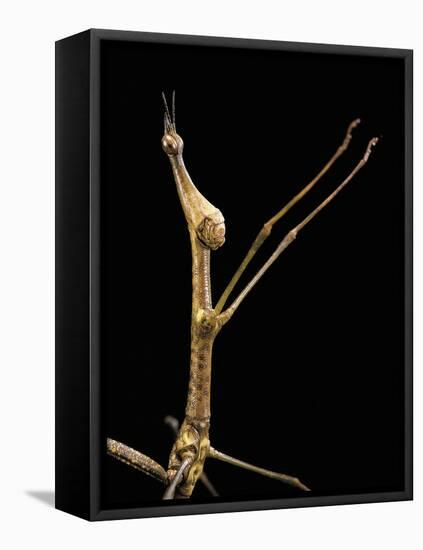 Proscopia Luceomaculata (Stick Grasshopper)-Paul Starosta-Framed Stretched Canvas