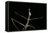 Proscopia Luceomaculata (Stick Grasshopper)-Paul Starosta-Framed Stretched Canvas