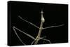 Proscopia Luceomaculata (Stick Grasshopper)-Paul Starosta-Stretched Canvas