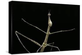 Proscopia Luceomaculata (Stick Grasshopper)-Paul Starosta-Stretched Canvas