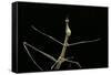 Proscopia Luceomaculata (Stick Grasshopper)-Paul Starosta-Framed Stretched Canvas