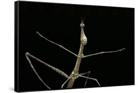 Proscopia Luceomaculata (Stick Grasshopper)-Paul Starosta-Framed Stretched Canvas