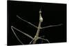 Proscopia Luceomaculata (Stick Grasshopper)-Paul Starosta-Stretched Canvas