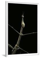 Proscopia Luceomaculata (Stick Grasshopper)-Paul Starosta-Framed Premium Photographic Print