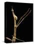 Proscopia Luceomaculata (Stick Grasshopper)-Paul Starosta-Stretched Canvas