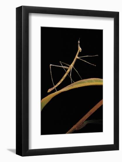 Proscopia Luceomaculata (Stick Grasshopper)-Paul Starosta-Framed Photographic Print