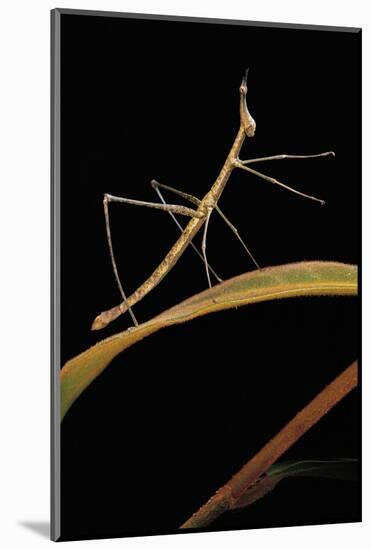 Proscopia Luceomaculata (Stick Grasshopper)-Paul Starosta-Mounted Photographic Print