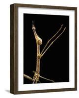 Proscopia Luceomaculata (Stick Grasshopper)-Paul Starosta-Framed Photographic Print