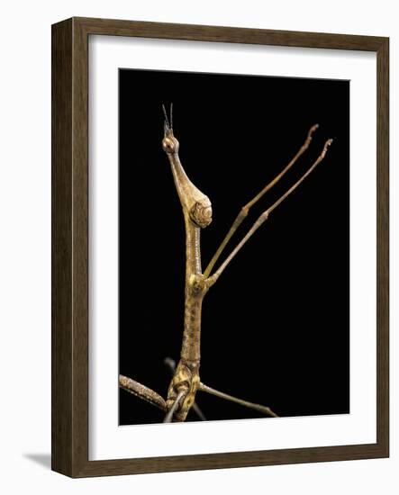 Proscopia Luceomaculata (Stick Grasshopper)-Paul Starosta-Framed Photographic Print