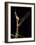 Proscopia Luceomaculata (Stick Grasshopper)-Paul Starosta-Framed Photographic Print