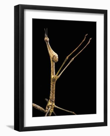 Proscopia Luceomaculata (Stick Grasshopper)-Paul Starosta-Framed Photographic Print