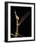 Proscopia Luceomaculata (Stick Grasshopper)-Paul Starosta-Framed Photographic Print