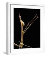 Proscopia Luceomaculata (Stick Grasshopper)-Paul Starosta-Framed Photographic Print