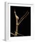 Proscopia Luceomaculata (Stick Grasshopper)-Paul Starosta-Framed Photographic Print