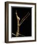 Proscopia Luceomaculata (Stick Grasshopper)-Paul Starosta-Framed Photographic Print