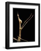 Proscopia Luceomaculata (Stick Grasshopper)-Paul Starosta-Framed Photographic Print