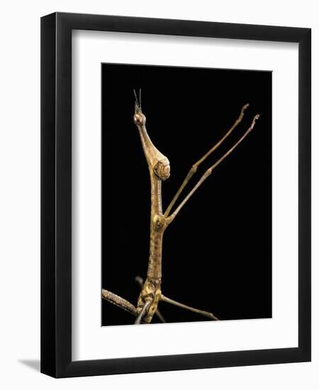 Proscopia Luceomaculata (Stick Grasshopper)-Paul Starosta-Framed Photographic Print