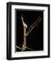 Proscopia Luceomaculata (Stick Grasshopper)-Paul Starosta-Framed Photographic Print