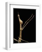 Proscopia Luceomaculata (Stick Grasshopper)-Paul Starosta-Framed Photographic Print