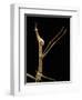 Proscopia Luceomaculata (Stick Grasshopper)-Paul Starosta-Framed Photographic Print