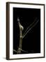 Proscopia Luceomaculata (Stick Grasshopper)-Paul Starosta-Framed Photographic Print