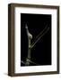 Proscopia Luceomaculata (Stick Grasshopper)-Paul Starosta-Framed Photographic Print