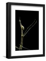 Proscopia Luceomaculata (Stick Grasshopper)-Paul Starosta-Framed Photographic Print