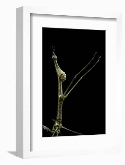 Proscopia Luceomaculata (Stick Grasshopper)-Paul Starosta-Framed Photographic Print