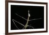 Proscopia Luceomaculata (Stick Grasshopper)-Paul Starosta-Framed Photographic Print