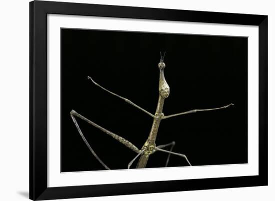 Proscopia Luceomaculata (Stick Grasshopper)-Paul Starosta-Framed Photographic Print